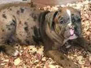 Alapaha Blue Blood Bulldog Puppy for sale in Northfield, NH, USA