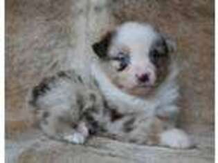 Miniature Australian Shepherd Puppy for sale in Westby, WI, USA