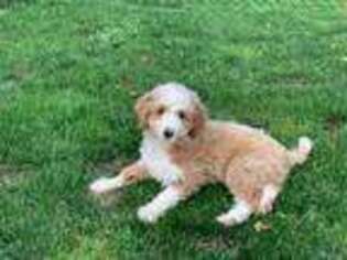 Mutt Puppy for sale in Waterford, NY, USA
