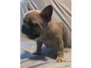French Bulldog Puppy for sale in Ellenwood, GA, USA