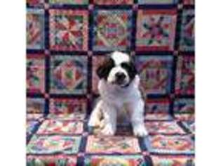 Saint Bernard Puppy for sale in Reedsburg, WI, USA