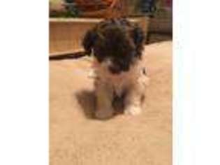Havanese Puppy for sale in Rootstown, OH, USA