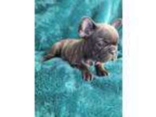 French Bulldog Puppy for sale in Schertz, TX, USA