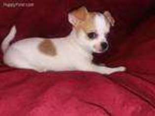 Chihuahua Puppy for sale in Murrieta, CA, USA
