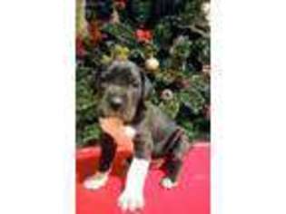 Great Dane Puppy for sale in La Vergne, TN, USA