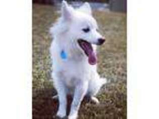 American Eskimo Dog Puppy for sale in Suitland, MD, USA
