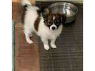 Papillon Puppy for sale in Tiskilwa, IL, USA