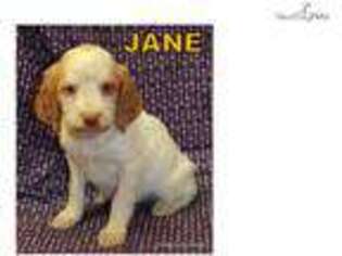 Brittany Puppy for sale in Kansas City, MO, USA