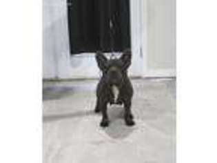 French Bulldog Puppy for sale in Enterprise, AL, USA
