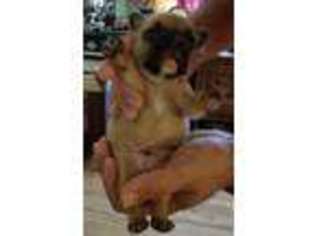 French Bulldog Puppy for sale in Eight Mile, AL, USA