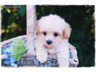 Mutt Puppy for sale in Vandalia, MO, USA