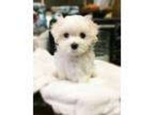 Maltese Puppy for sale in NEWBURY PARK, CA, USA