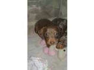 Dachshund Puppy for sale in Brevard, NC, USA