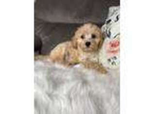 Cavapoo Puppy for sale in Troy, MO, USA
