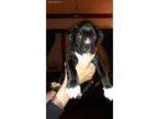 Boxer Puppy for sale in Rockford, IL, USA