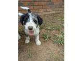 Border Collie Puppy for sale in Gaffney, SC, USA