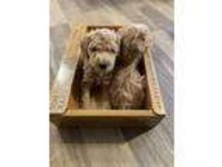 Goldendoodle Puppy for sale in Palmer, AK, USA