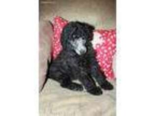 Mutt Puppy for sale in Owatonna, MN, USA