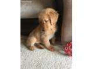 Golden Retriever Puppy for sale in Oviedo, FL, USA