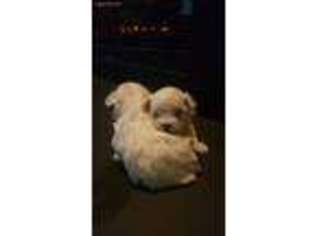 Maltese Puppy for sale in Taylor, MI, USA