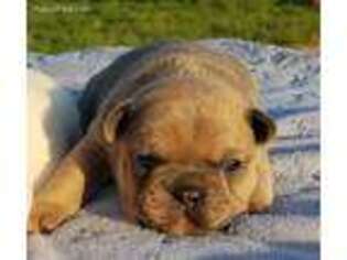 French Bulldog Puppy for sale in Sheldon, MO, USA