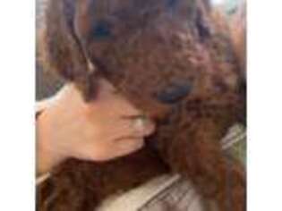 Labradoodle Puppy for sale in Porterville, CA, USA