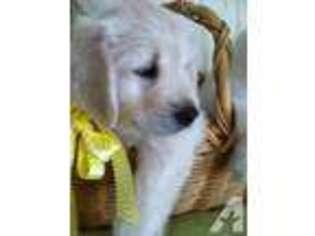 Golden Retriever Puppy for sale in TEMECULA, CA, USA
