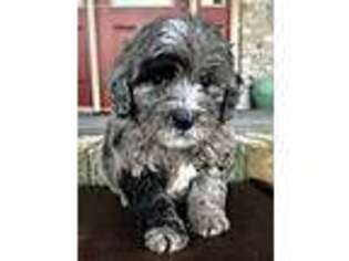 Old English Sheepdog Puppy for sale in Adolphus, KY, USA