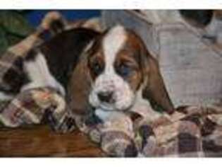 Basset Hound Puppy for sale in Kalona, IA, USA