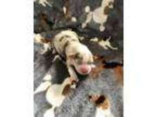 Miniature Australian Shepherd Puppy for sale in Maybee, MI, USA