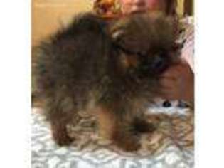 Pomeranian Puppy for sale in Butler, MO, USA