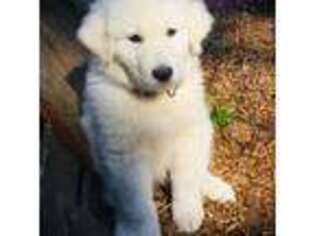 Great Pyrenees Puppy for sale in Tiller, OR, USA