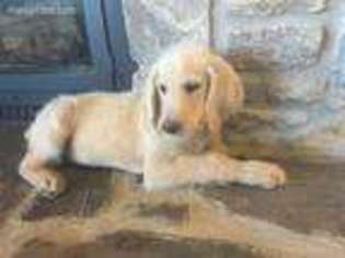 Labradoodle Puppy for sale in Sapulpa, OK, USA