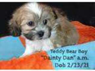 Mutt Puppy for sale in Lena, WI, USA