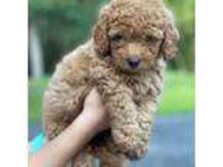 Goldendoodle Puppy for sale in Jacksonville, FL, USA