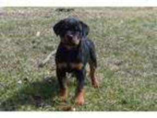 Rottweiler Puppy for sale in Waterford, MI, USA