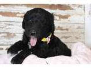 Newfoundland Puppy for sale in Jamestown, TN, USA