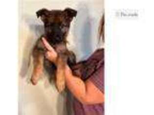 German Shepherd Dog Puppy for sale in Wichita, KS, USA