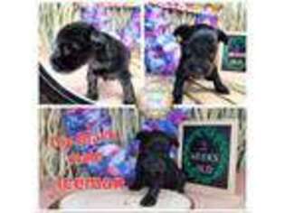 Mutt Puppy for sale in New Boston, TX, USA