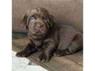 Labrador Retriever Puppy for sale in Gloucester, VA, USA
