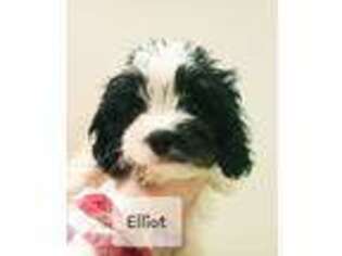 Cavachon Puppy for sale in Beaver Springs, PA, USA