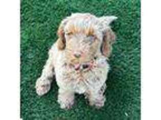 Miniature Australian Shepherd Puppy for sale in Saratoga Springs, UT, USA