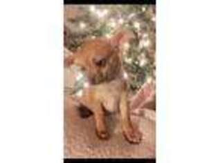 Chihuahua Puppy for sale in EAST HADDAM, CT, USA