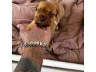 American Bull Dogue De Bordeaux Puppy for sale in Cincinnati, OH, USA
