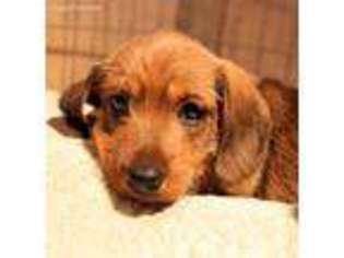 Dachshund Puppy for sale in Altoona, PA, USA