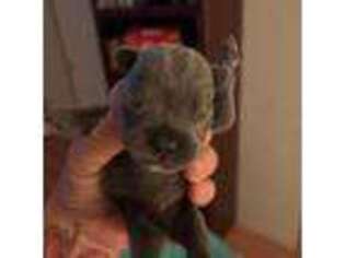French Bulldog Puppy for sale in Resaca, GA, USA