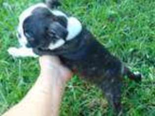 Boston Terrier Puppy for sale in Kane, IL, USA