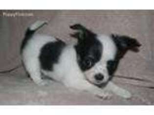 Chihuahua Puppy for sale in Barstow, CA, USA
