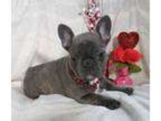 French Bulldog Puppy for sale in Grabill, IN, USA