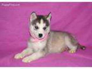 Siberian Husky Puppy for sale in Coshocton, OH, USA